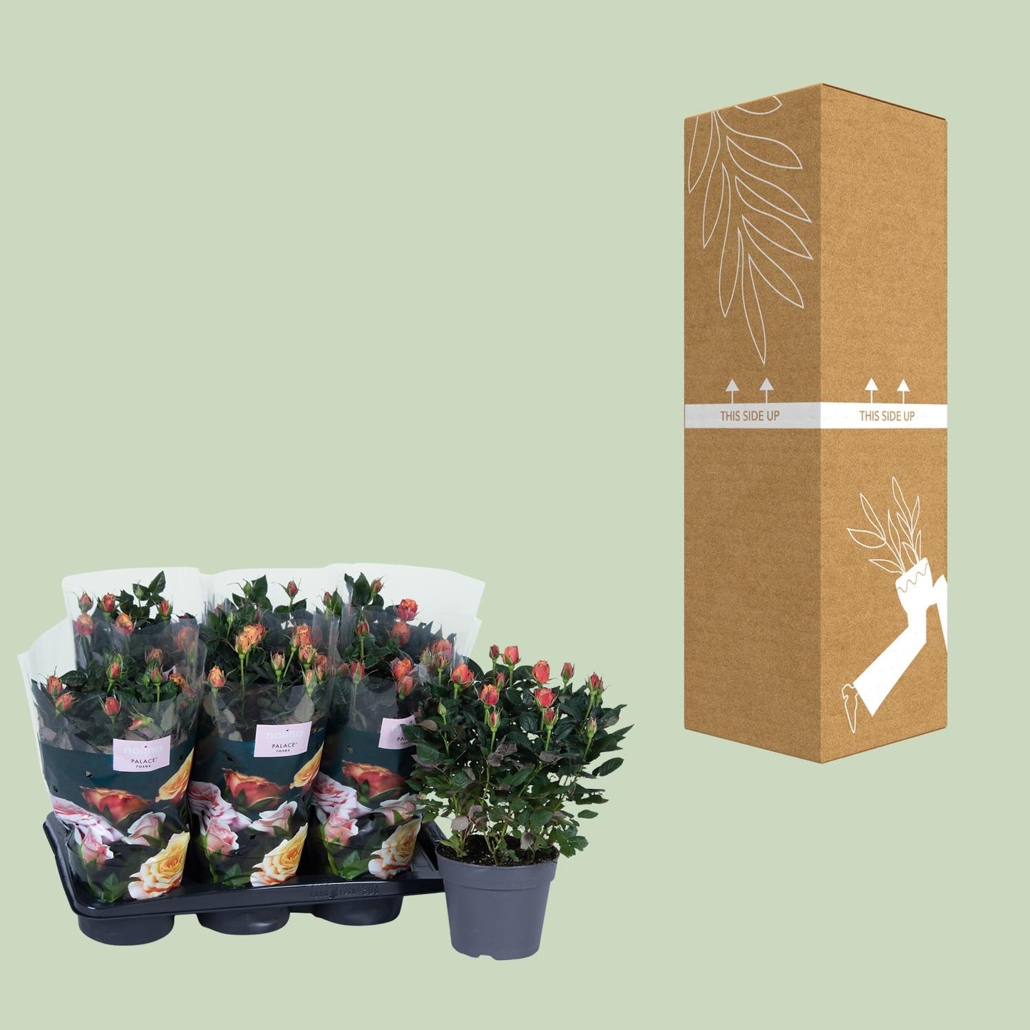 Topfrose rosa-orange Ø17cm, Höhe 45cm – pflegeleicht & elegant