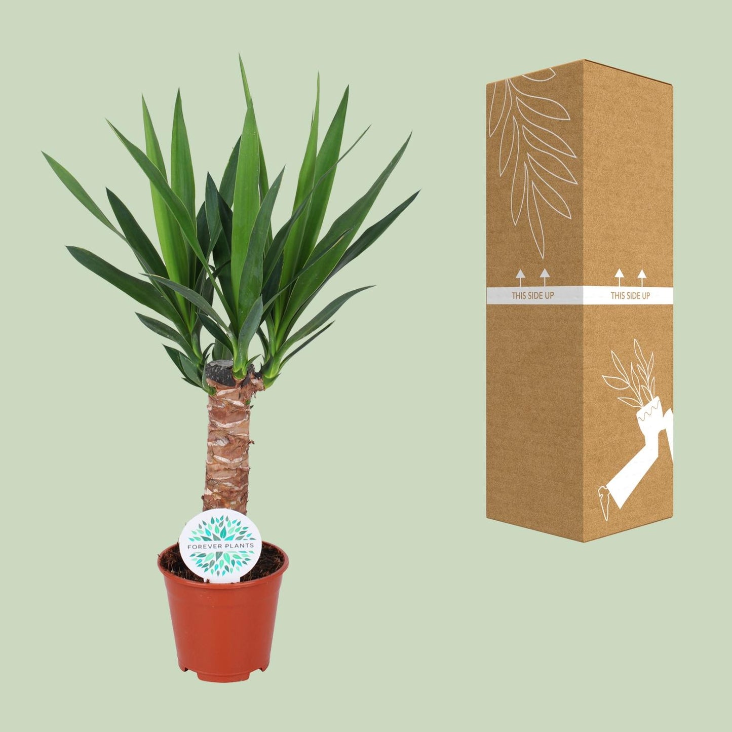 Yucca Elephantipes – Pflegeleichte XXL-Palme Ø14cm, 60cm hoch