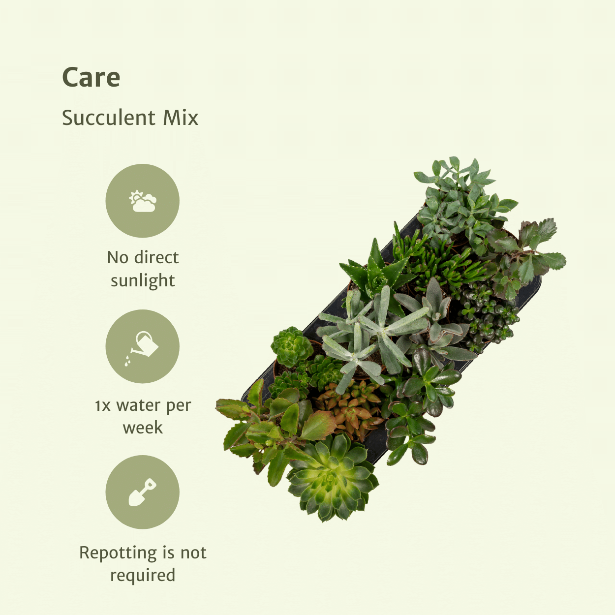 Sukkulenten Mix – 12 pflegeleichte Pflanzen Ø10,5 cm