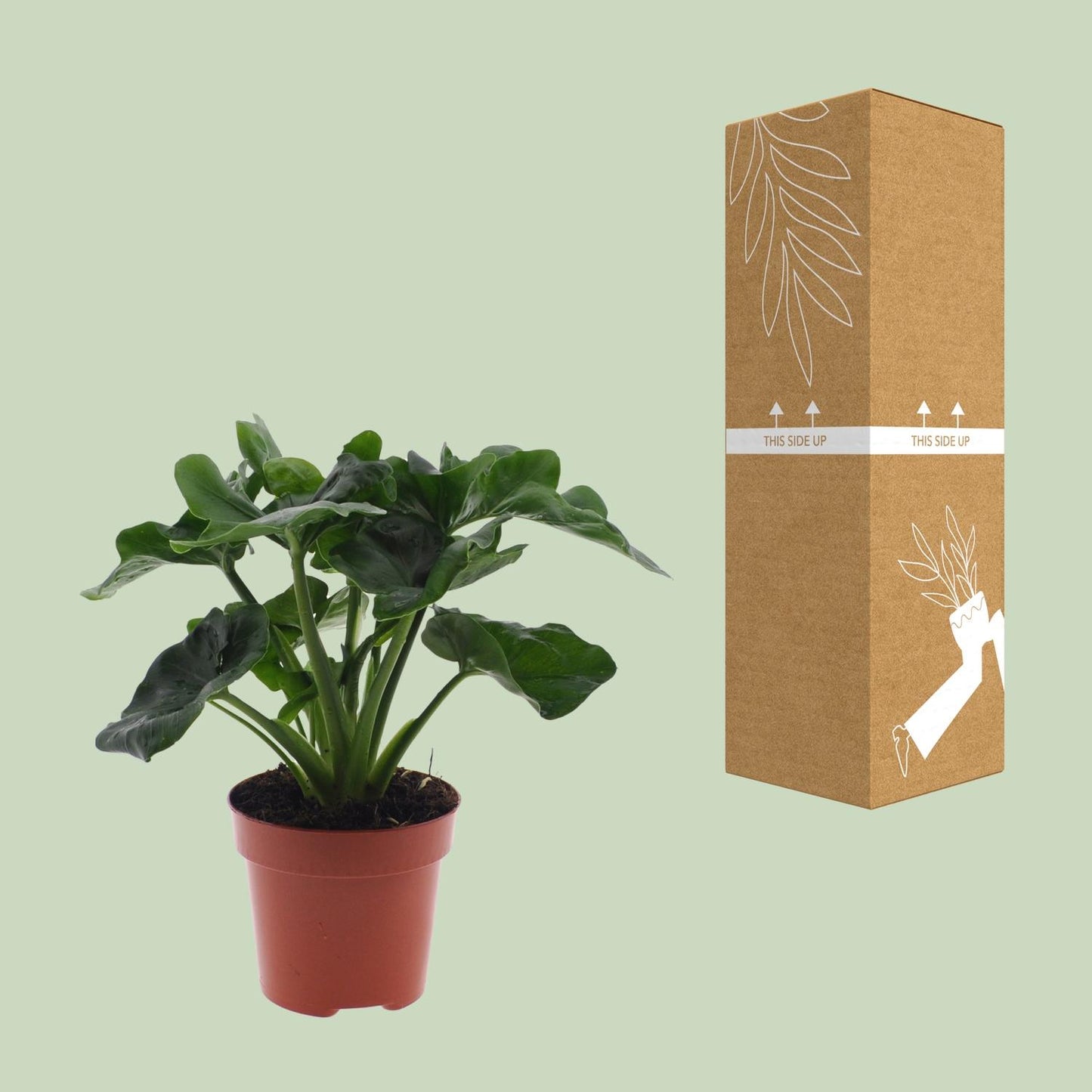 Philodendron Atom – Pflegeleichte Zimmerpflanze Ø12cm