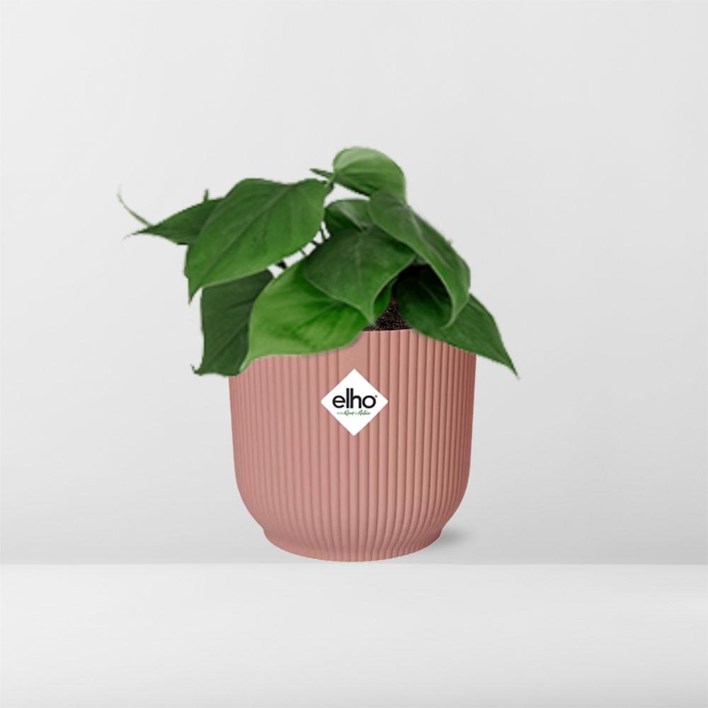 Philodendron Scandens im ELHO Vibes Fold 14cm Topf rosa