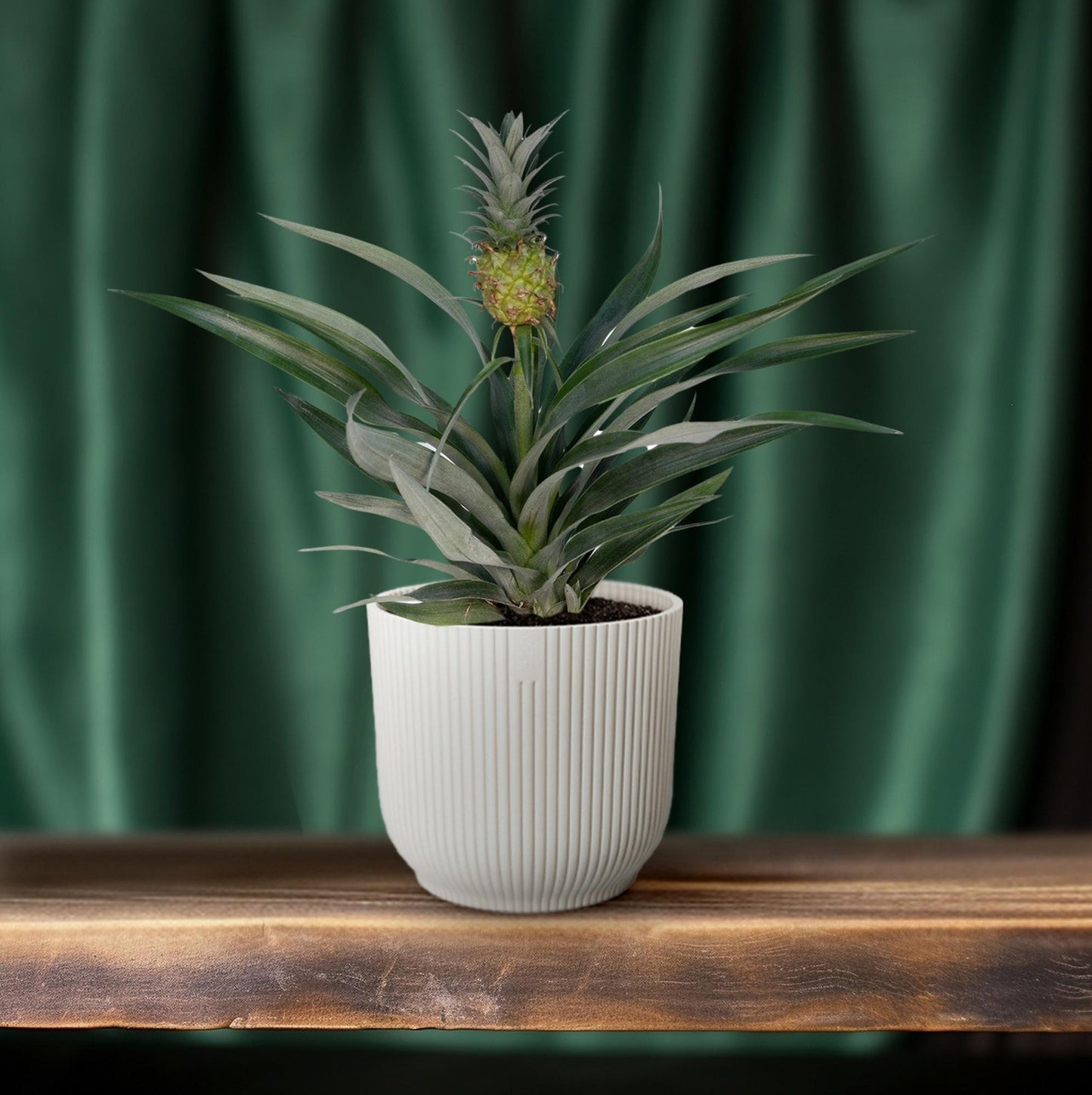 Bromelia Ananas - Tropische Zimmerpflanze Ø12cm, 30cm hoch