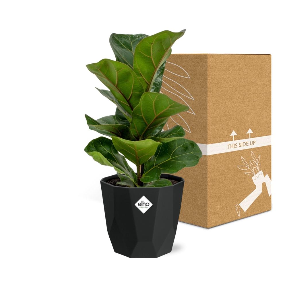 Ficus Lyrata ‘Bambino’ – Pflegeleichter Blattschmuck in 14 cm Topf