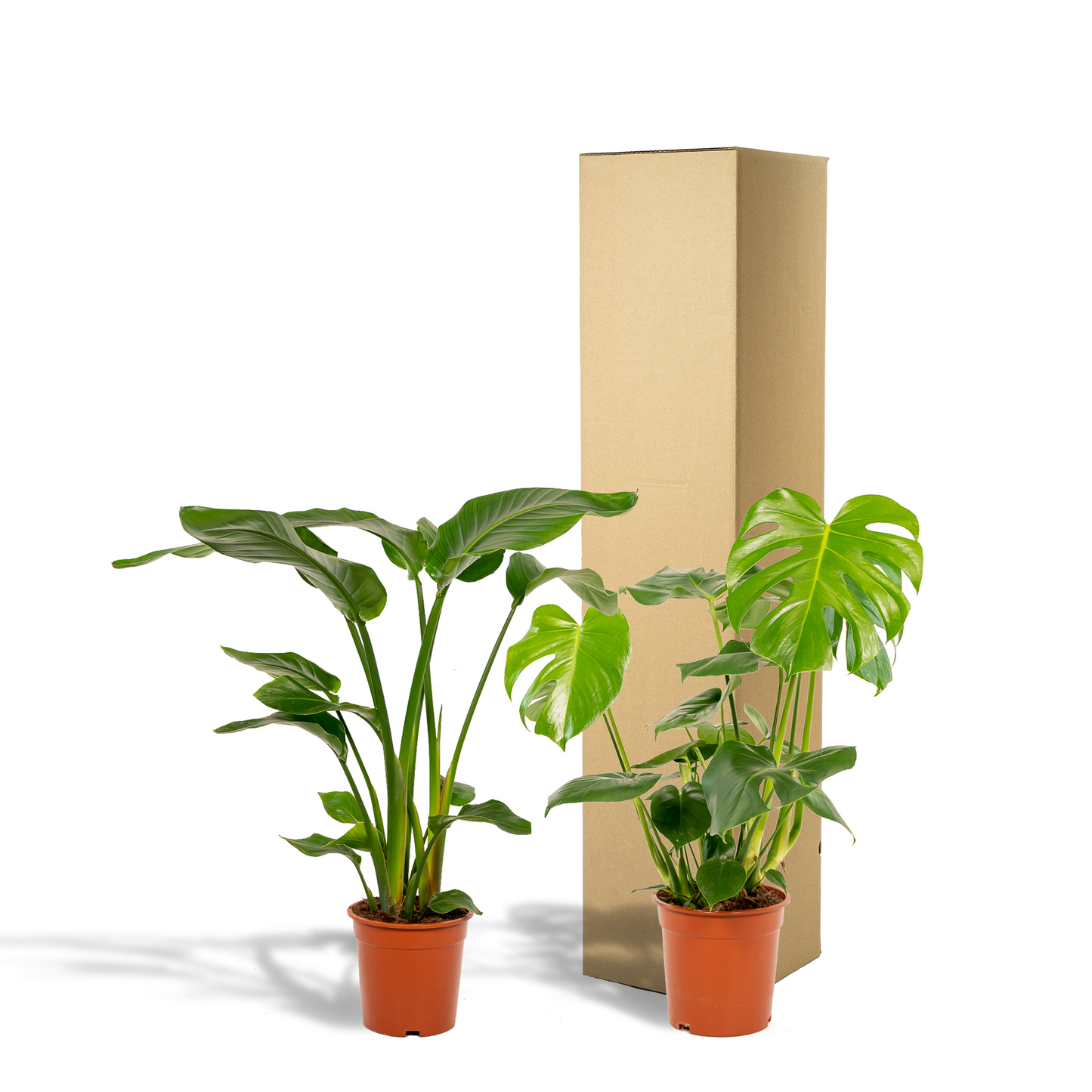 Strelitzia Nicolai & Monstera Deliciosa Set Ø19cm/Ø21cm