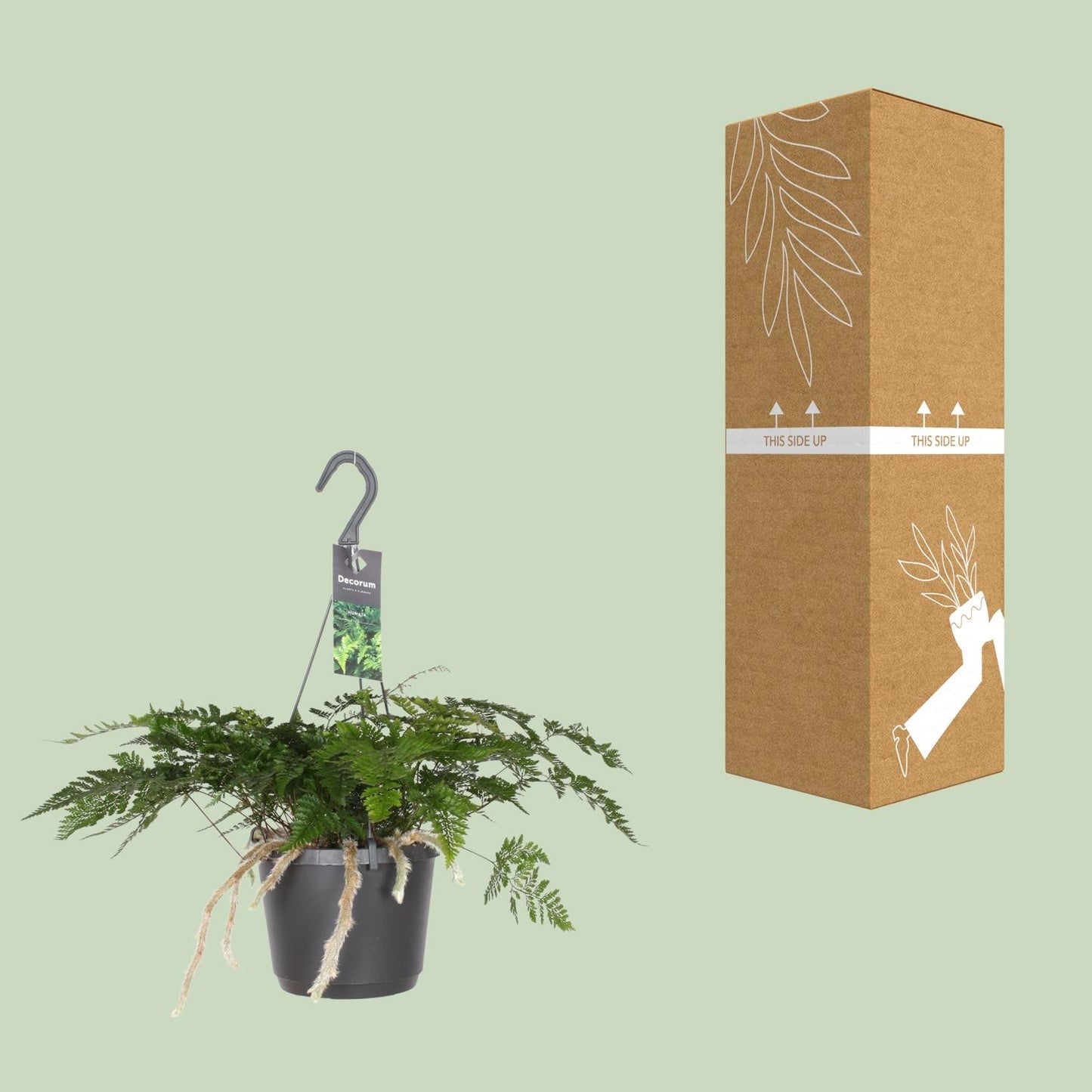 Humata Tyermannii – Bärenfußfarn Ø17cm, 30cm hoch