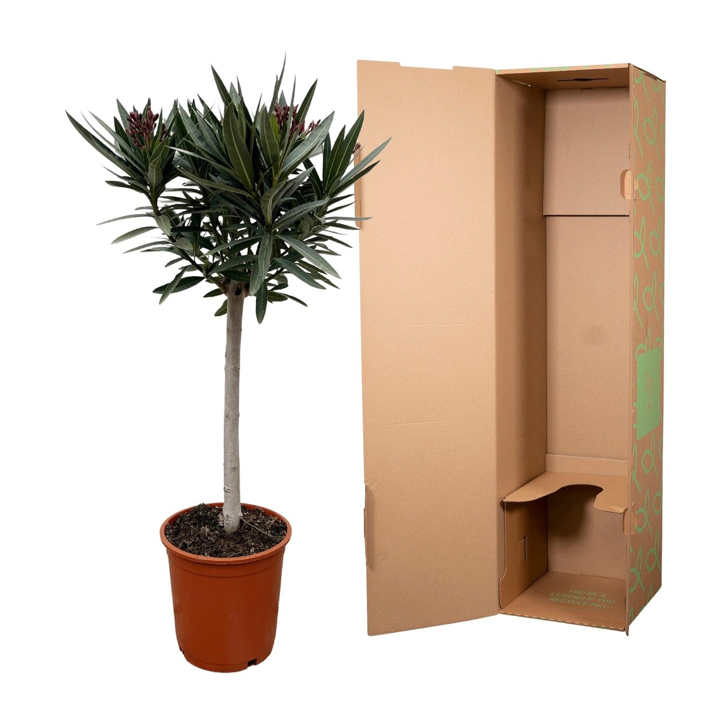 Nerium Oleander op Stamm mit rosa Blüte – 90 cm