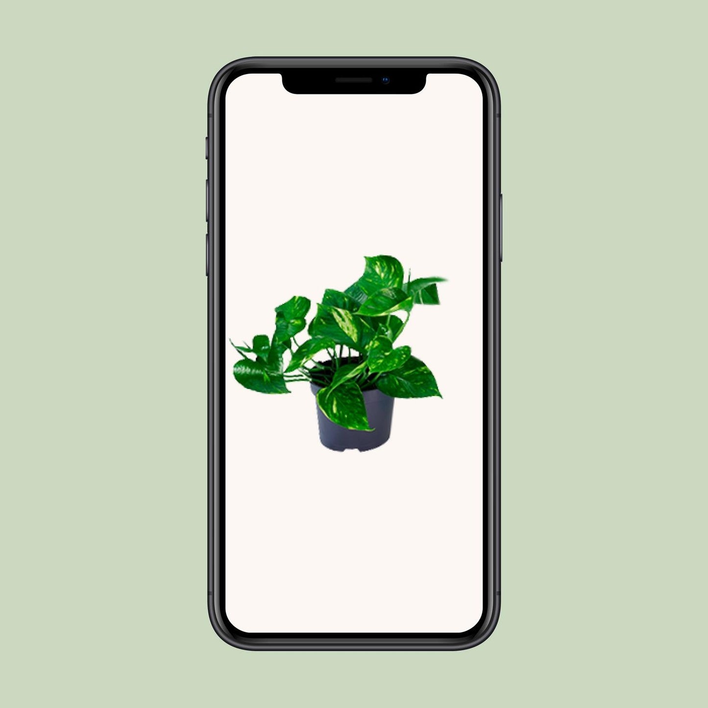 Epipremnum Aureum – Pflegeleichte Kletterpflanze Ø12cm