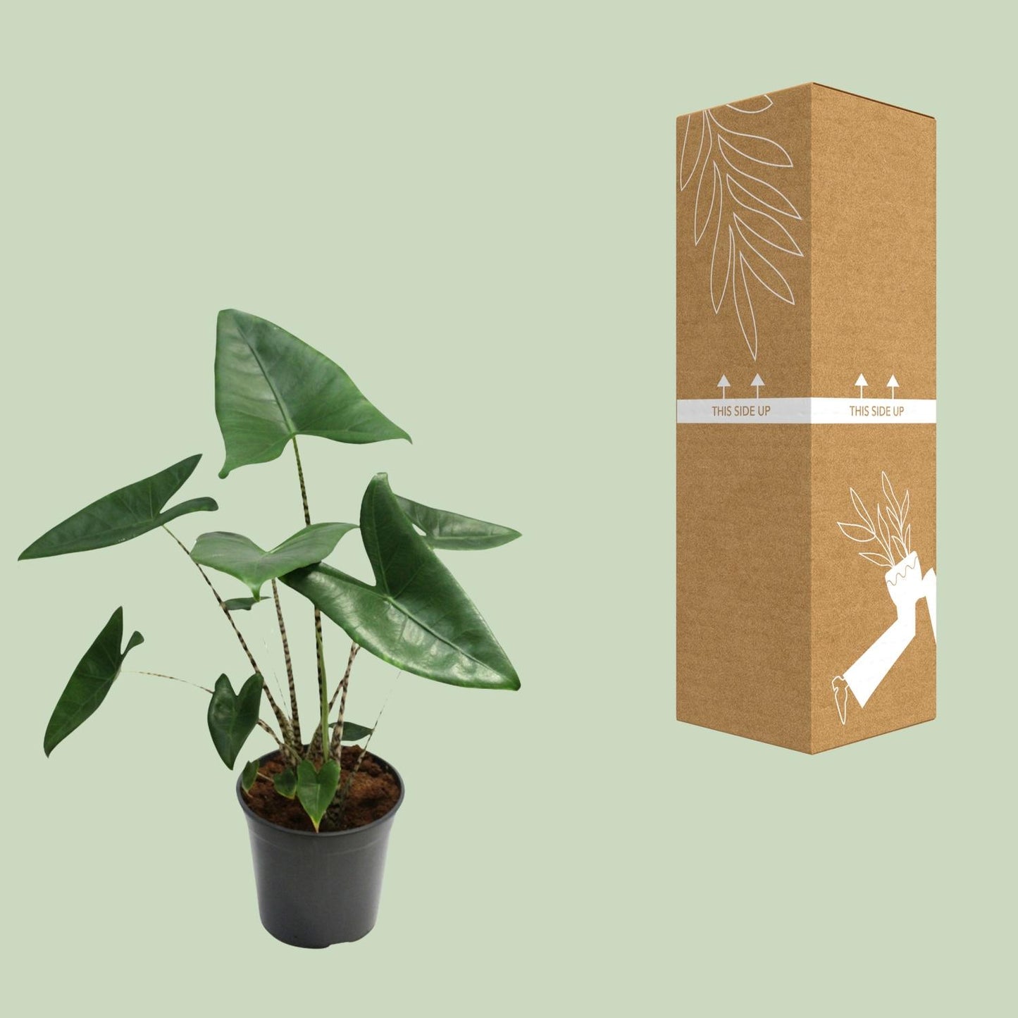 Alocasia Zebrina – Exotische Zimmerpflanze Ø21cm, 80cm hoch