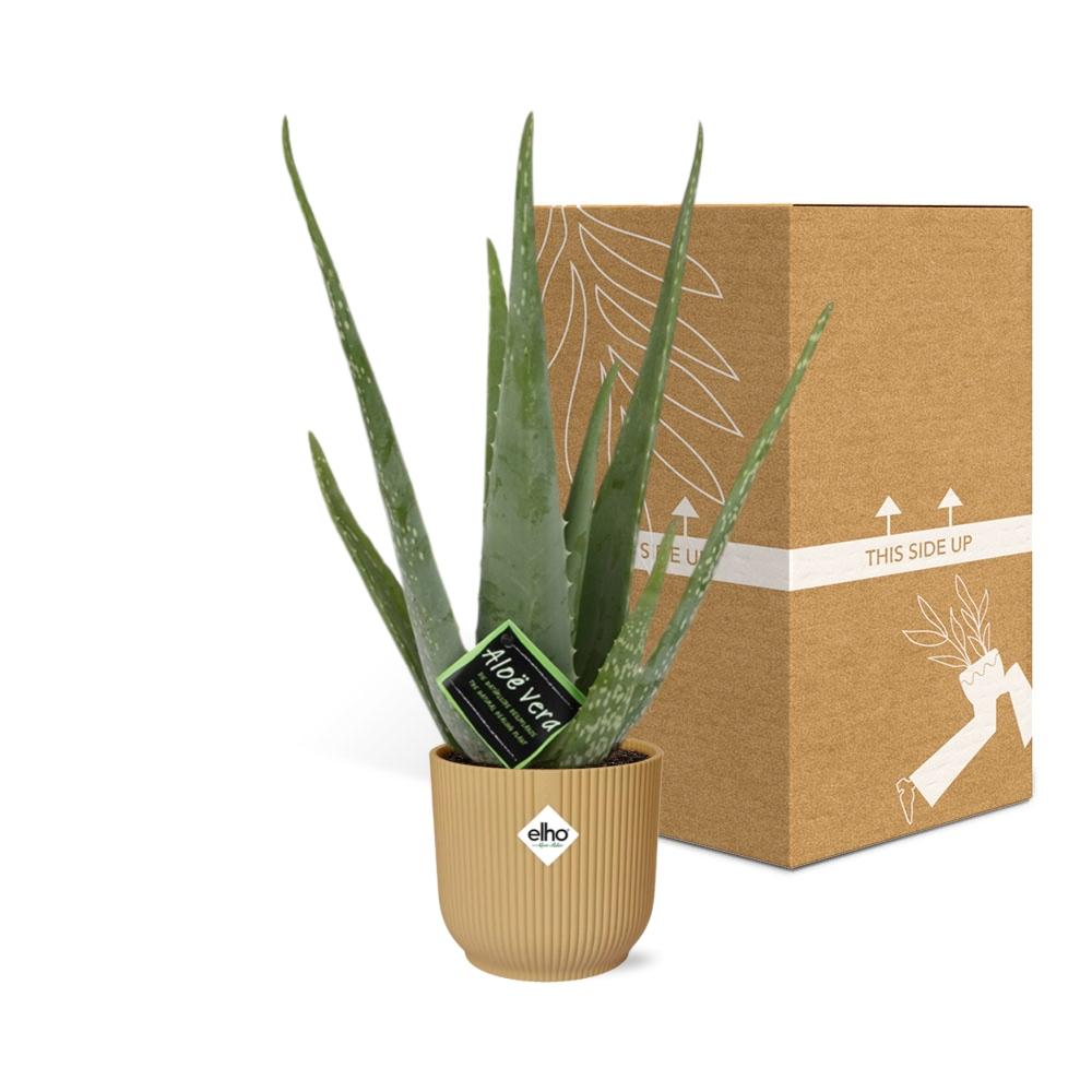 Aloe Vera 12cm im ELHO Vibes Fold 14cm gelb – Pflegeleicht & Luftreinigend