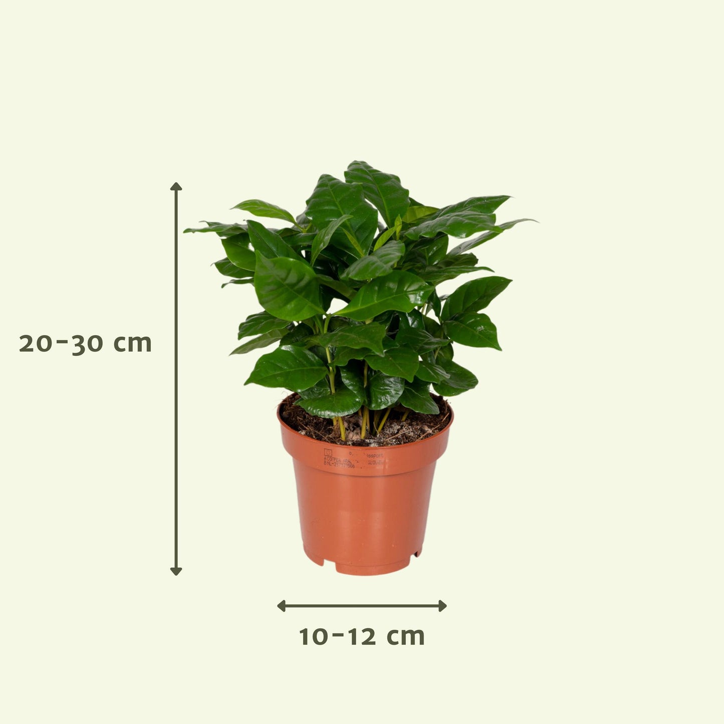 Überraschungsbox mit pflegeleichter Zimmerpflanze Ø12cm