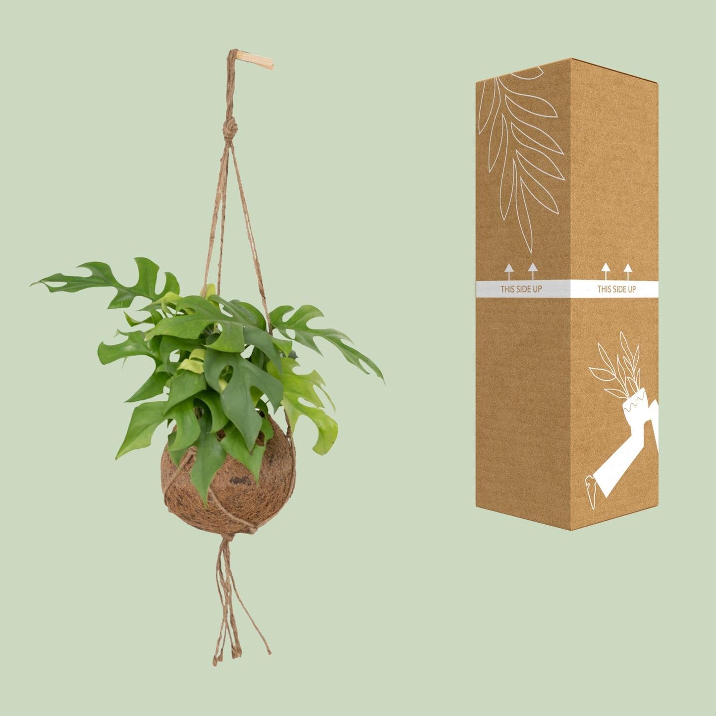 Kokedama Monstera Minima – Stilvolle Lochpflanze Ø15cm
