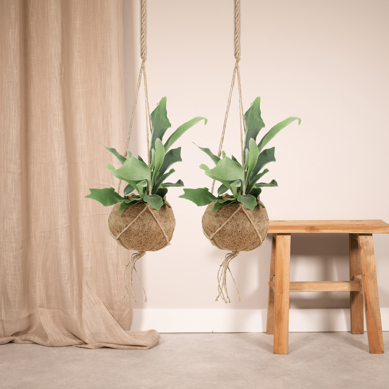 2x Kokodama Platycerium Hang – Hirschhornfarn 35cm