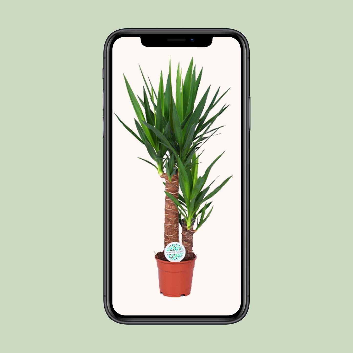 Yucca – Pflegeleichte und luftreinigende Zimmerpflanze Ø17cm