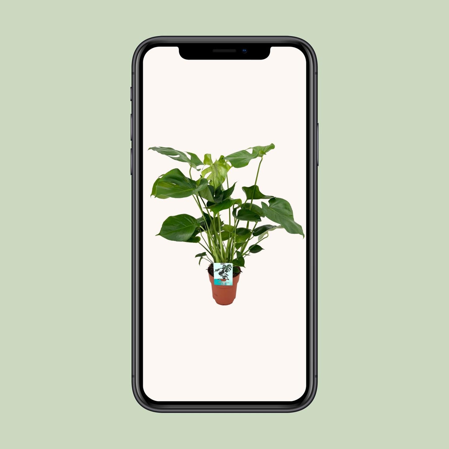 Monstera Deliciosa – Pflegeleichte XL Zimmerpflanze Ø19cm