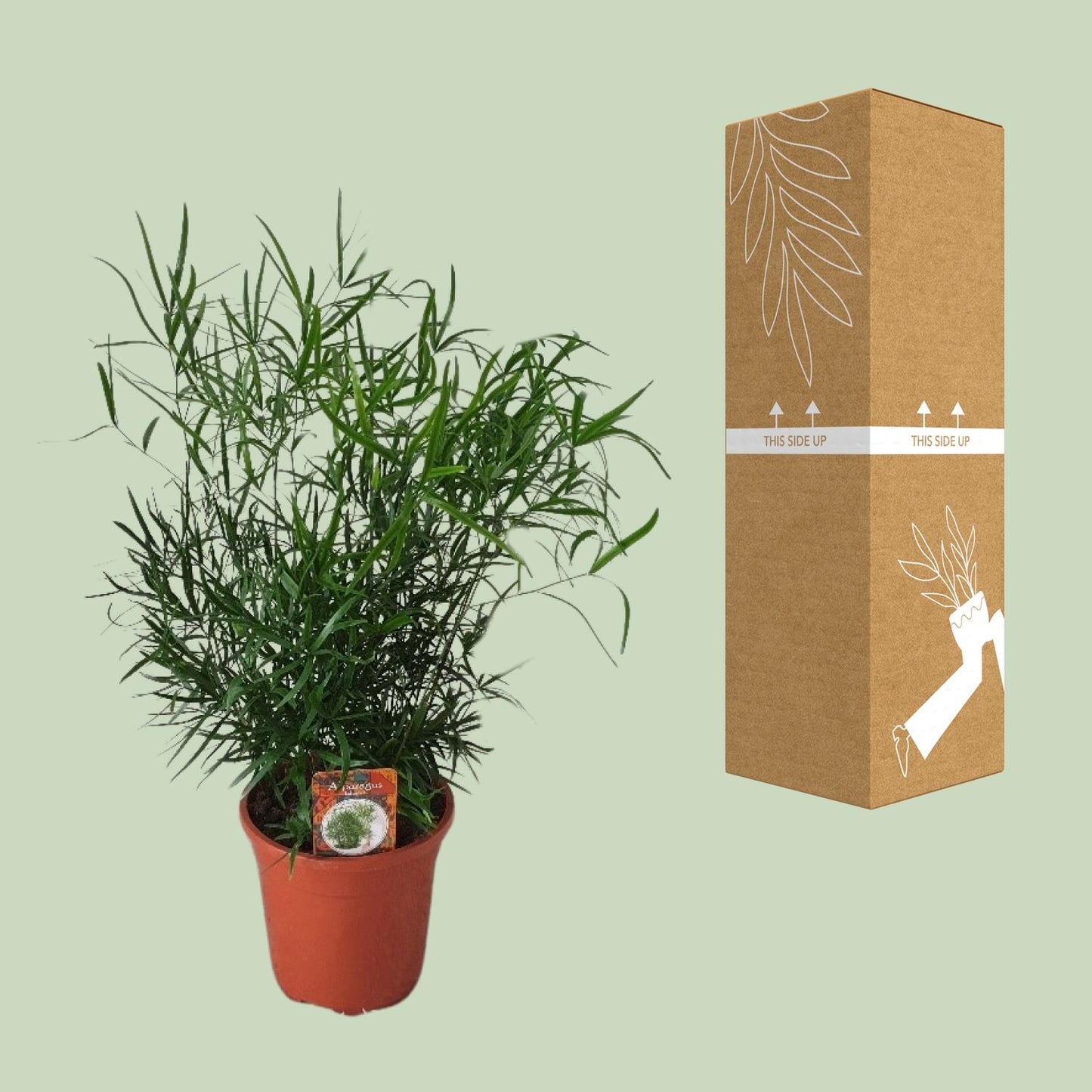 Asparagus Falcatus – Eleganter Spargel-Farn Ø17cm, 55cm hoch