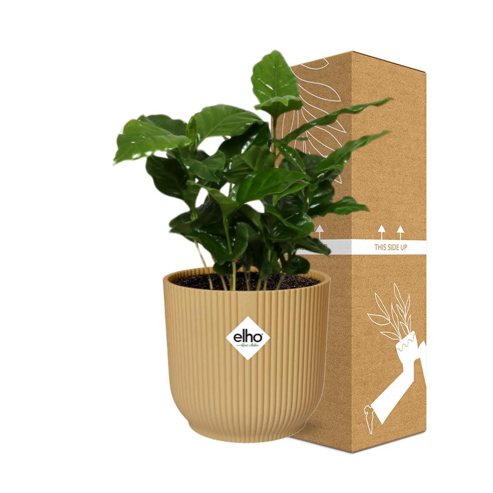Coffea Arabica – Stilvolle Kaffeepflanze im ELHO Vibes Fold 14cm Gelb
