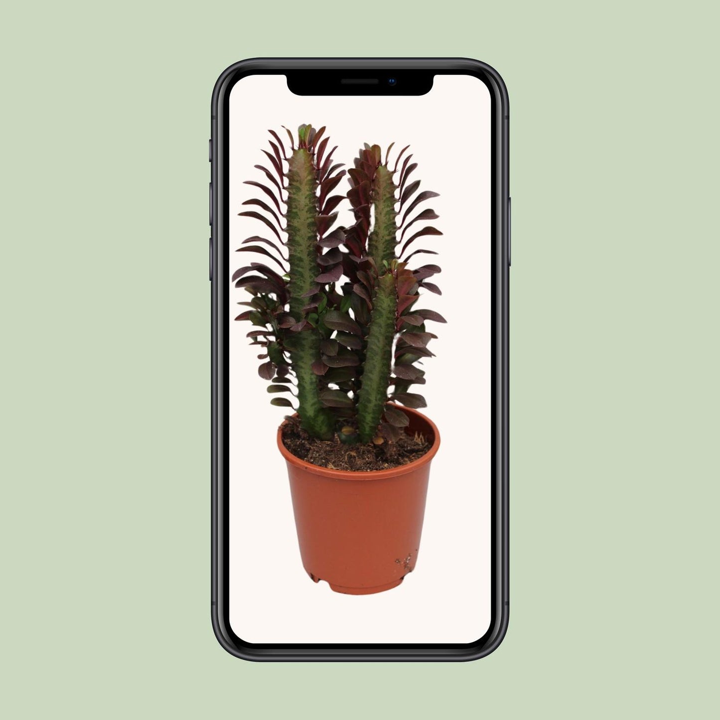 Euphorbia Trigona Rubra – Afrikanischer Milchbaum Ø12cm, 40cm