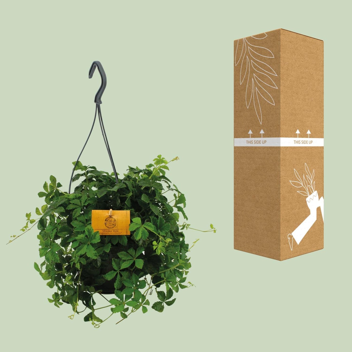 Parthenocissus Striata Hängepflanze Ø15cm – Pflegeleicht & Vielseitig