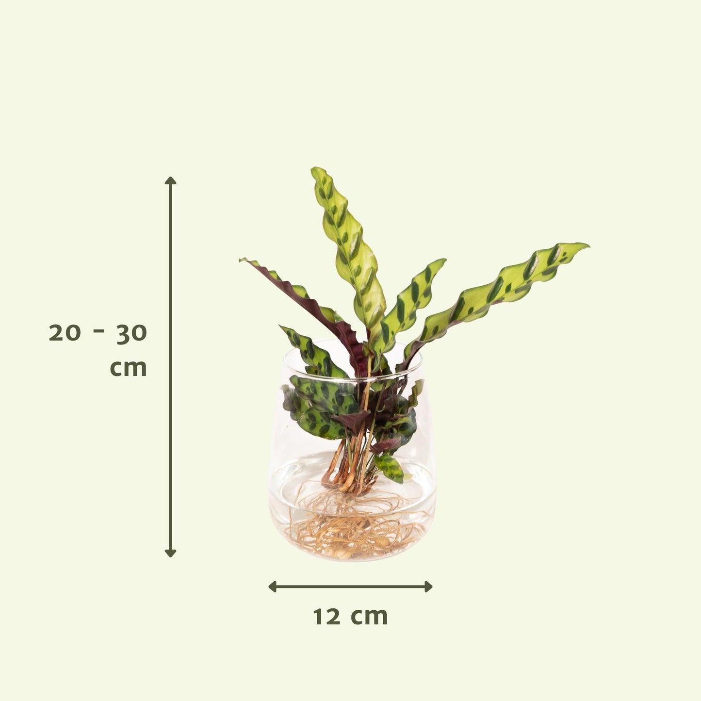 Calathea Insignis in Kingston Glas Ø12cm, ca. 30cm