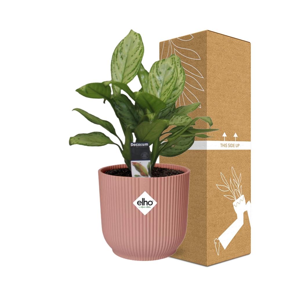 Aglaonema Christina in ELHO Vibes Fold 14cm rosa – pflegeleicht & elegant