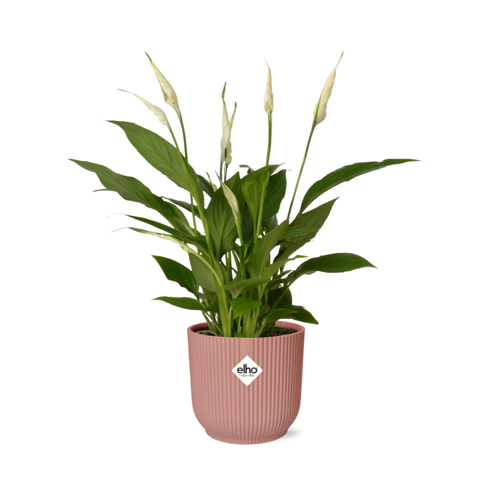 Friedenslilie Spathiphyllum 12 cm in ELHO Vibes Fold 14 cm roze