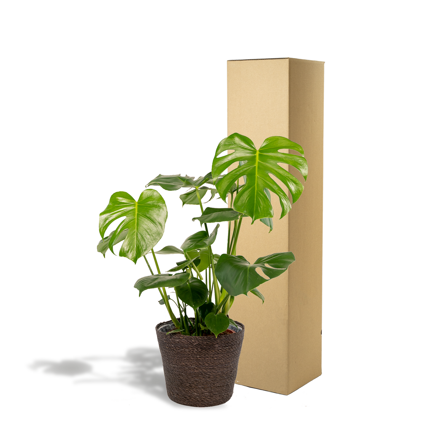 Monstera Deliciosa im stilvollen Korb Ø21cm, 80cm hoch