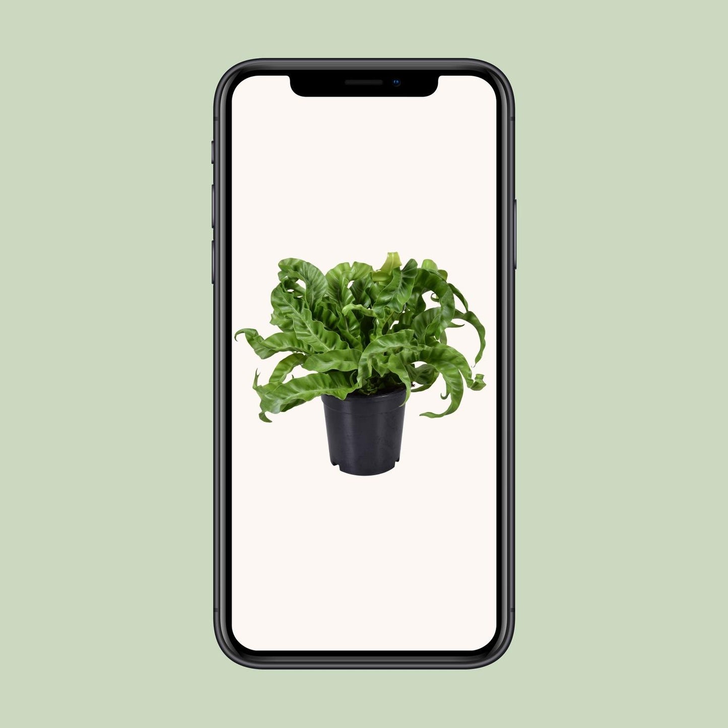 Asplenium Antiquum – Eleganter Milzfarn Ø17cm, Höhe 40cm