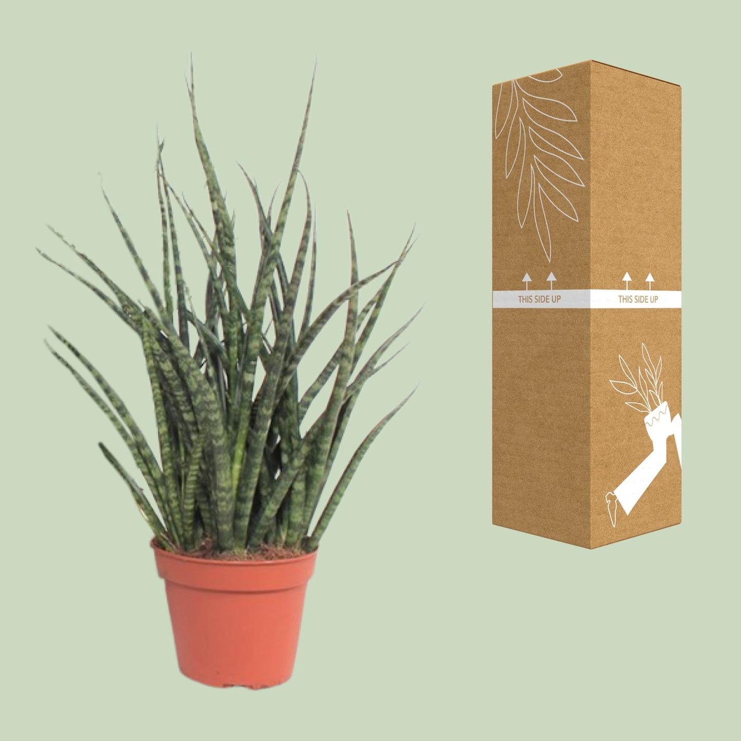 Sansevieria Fernwood Punk – Pflegeleichte Schwiegermutterzunge Ø12cm