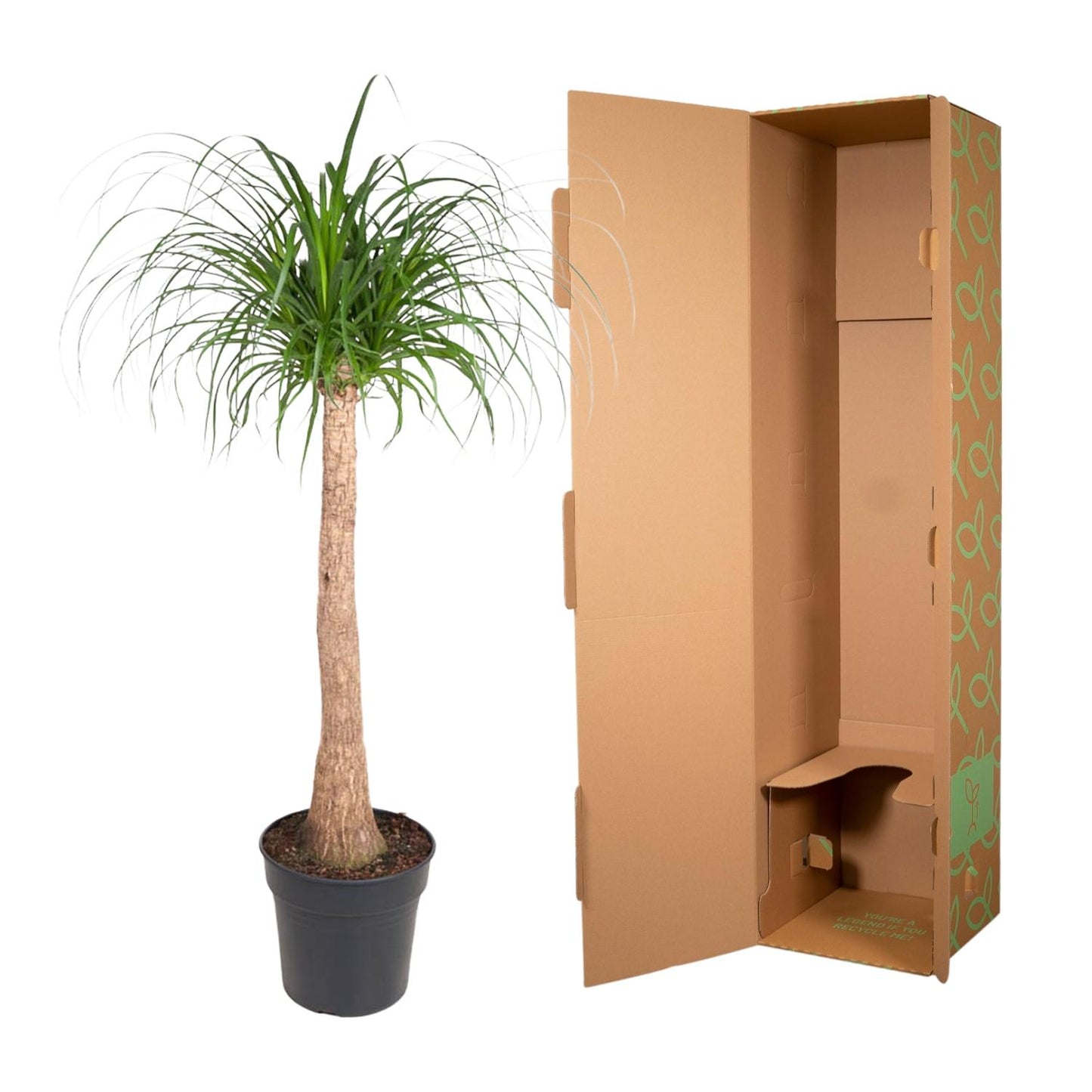Beaucarnea stam – 120 cm – pflegeleichte XXL-Zimmerpflanze