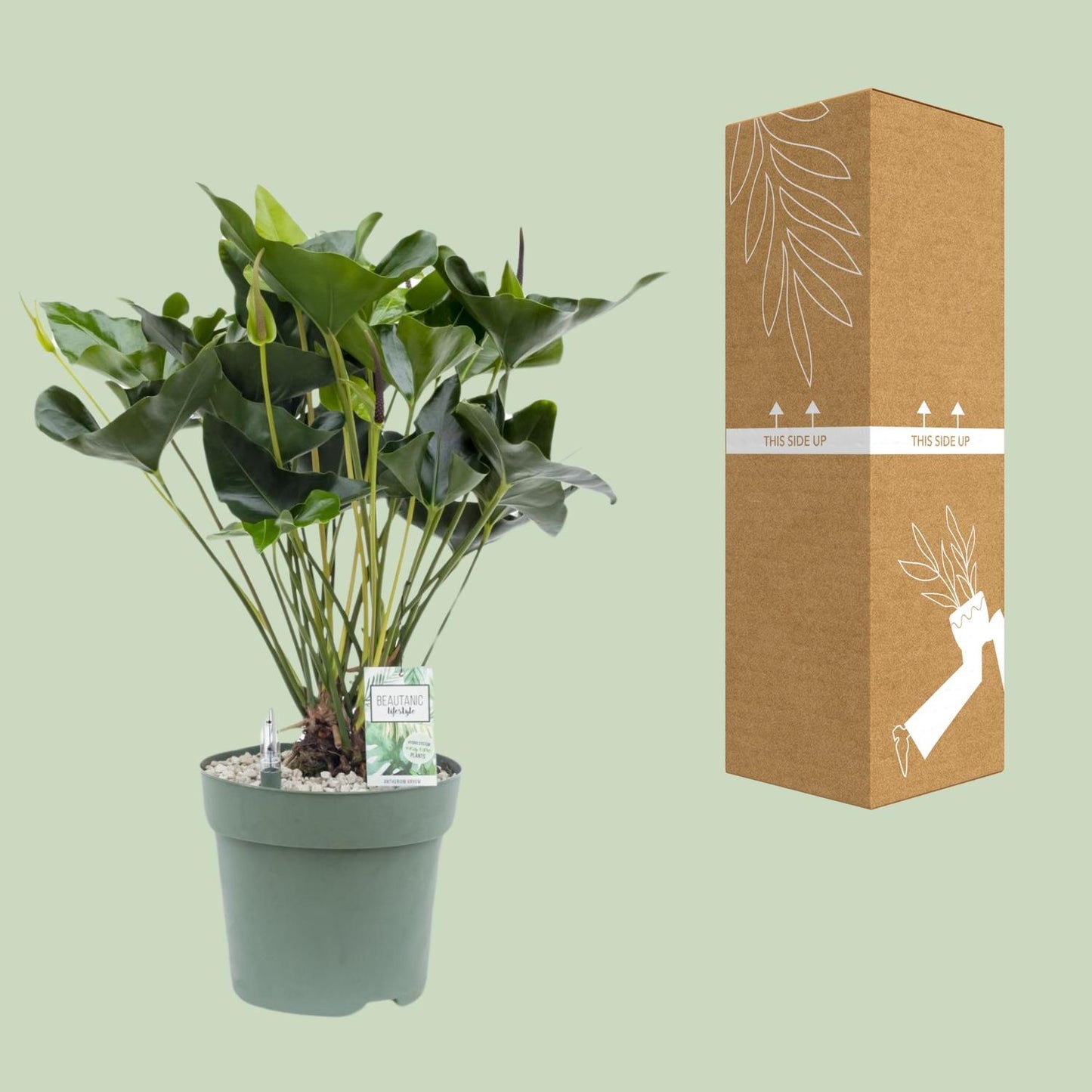 Anthurium Arrow – Pflegeleichte, elegante Zimmerpflanze Ø30cm