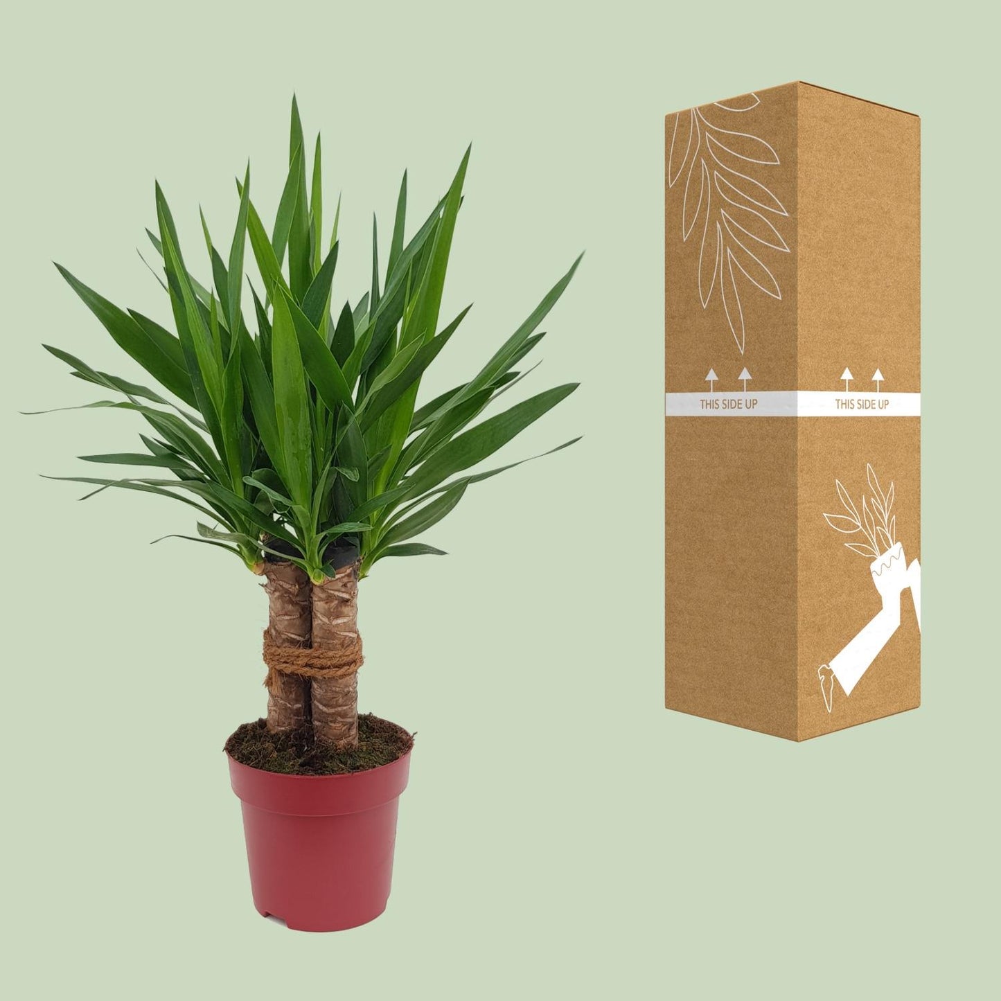 Yucca „Tres Cañas“ – pflegeleichte Zimmerpflanze Ø19cm, 70cm hoch
