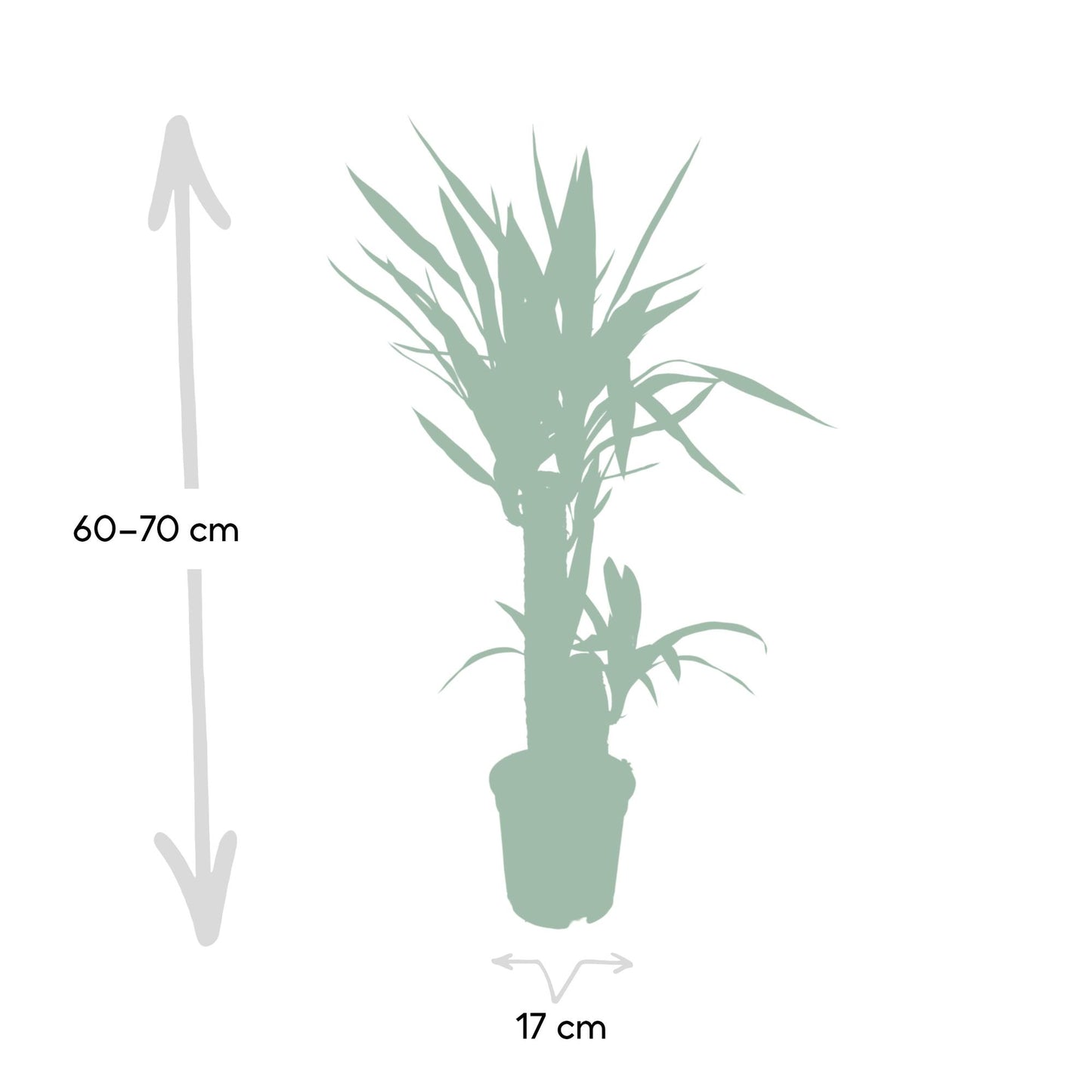 Yucca Elephantipes – Pflegeleichte XXL-Zimmerpflanze Ø17cm