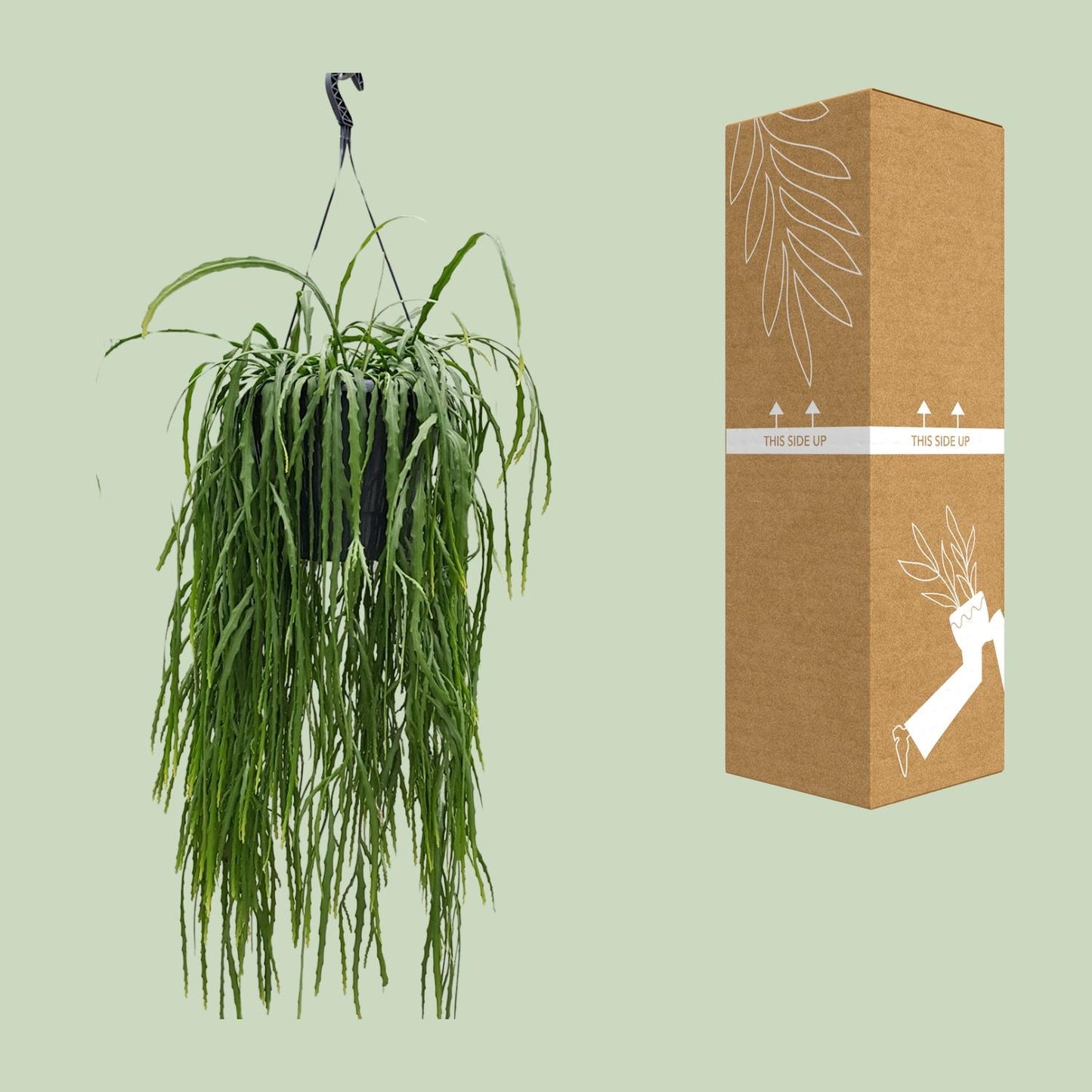 Lepismium Asuntapatense – Exotischer Hängekaktus 25cm