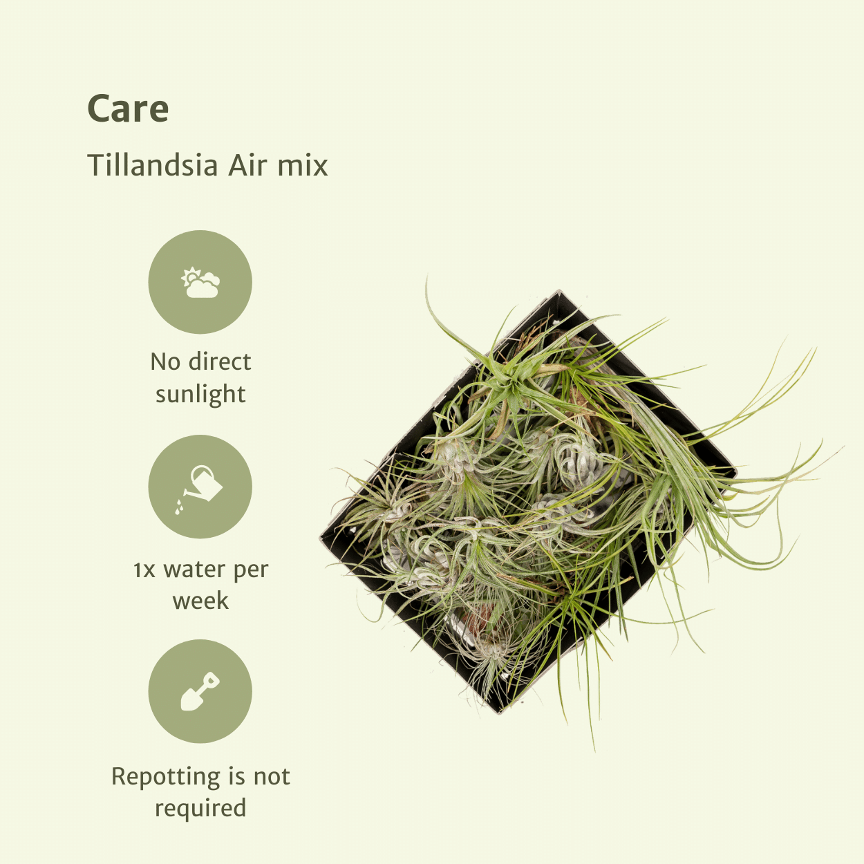 Everspring Tillandsia Air Mix – 5er Set Luftpflanzen Ø6 cm