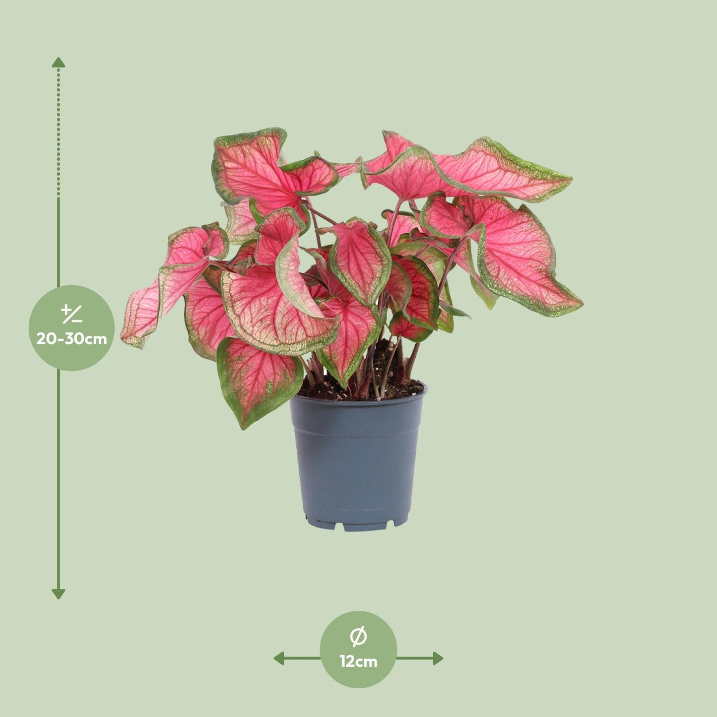 Caladium Sweetheart – Pflegeleichte Engelsflügel Ø12cm