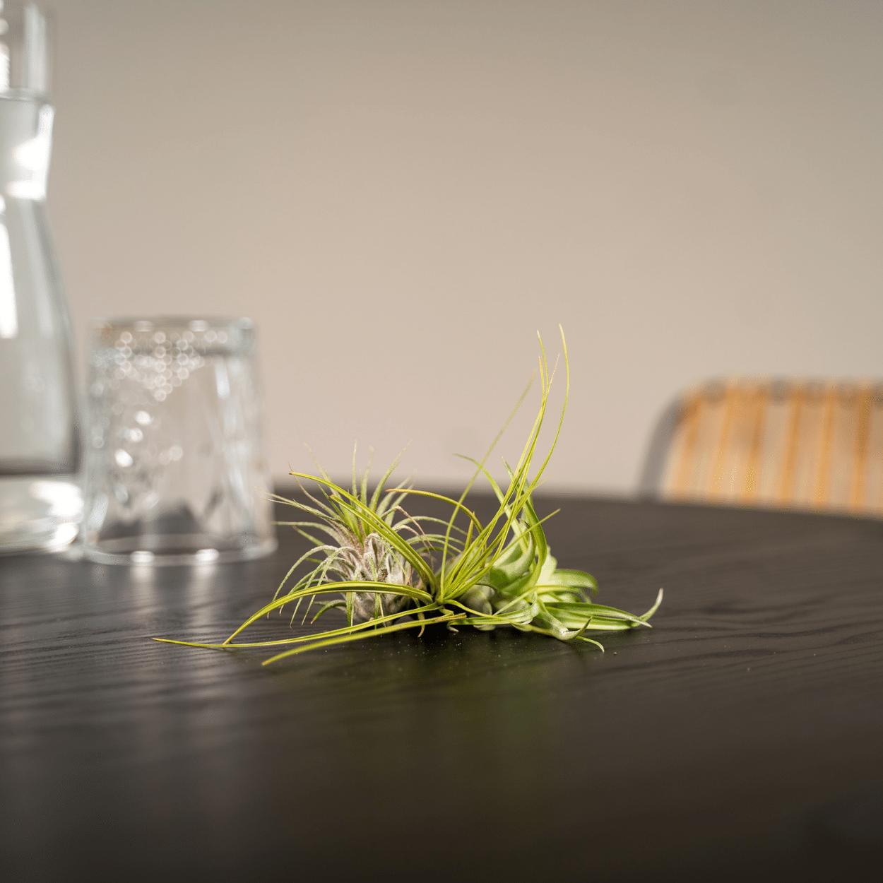Everspring Tillandsia Air Mix – 5er Set Luftpflanzen Ø6 cm