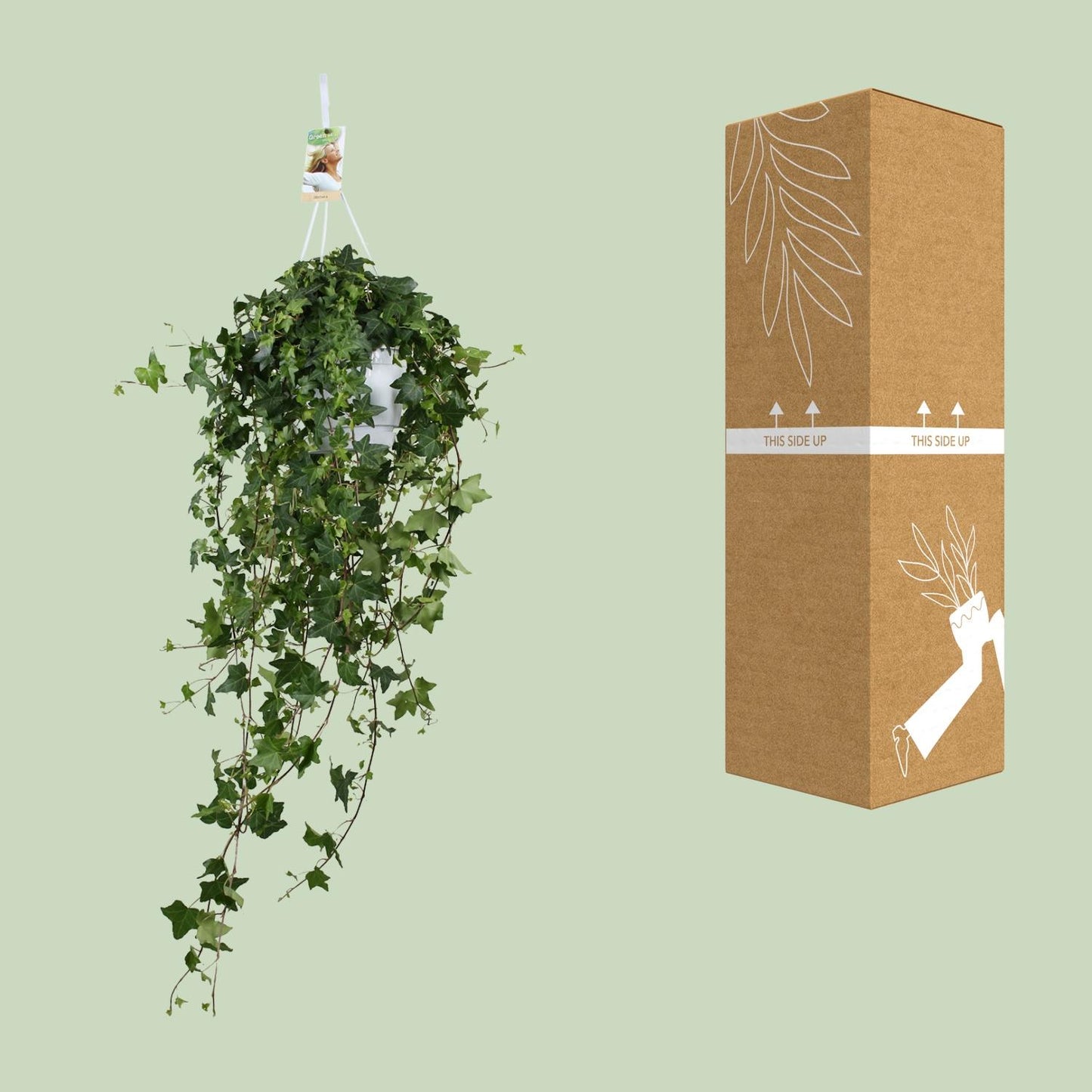 Hedera Helix Pitsburg XXL – Pflegeleichter Efeu Ø17 cm