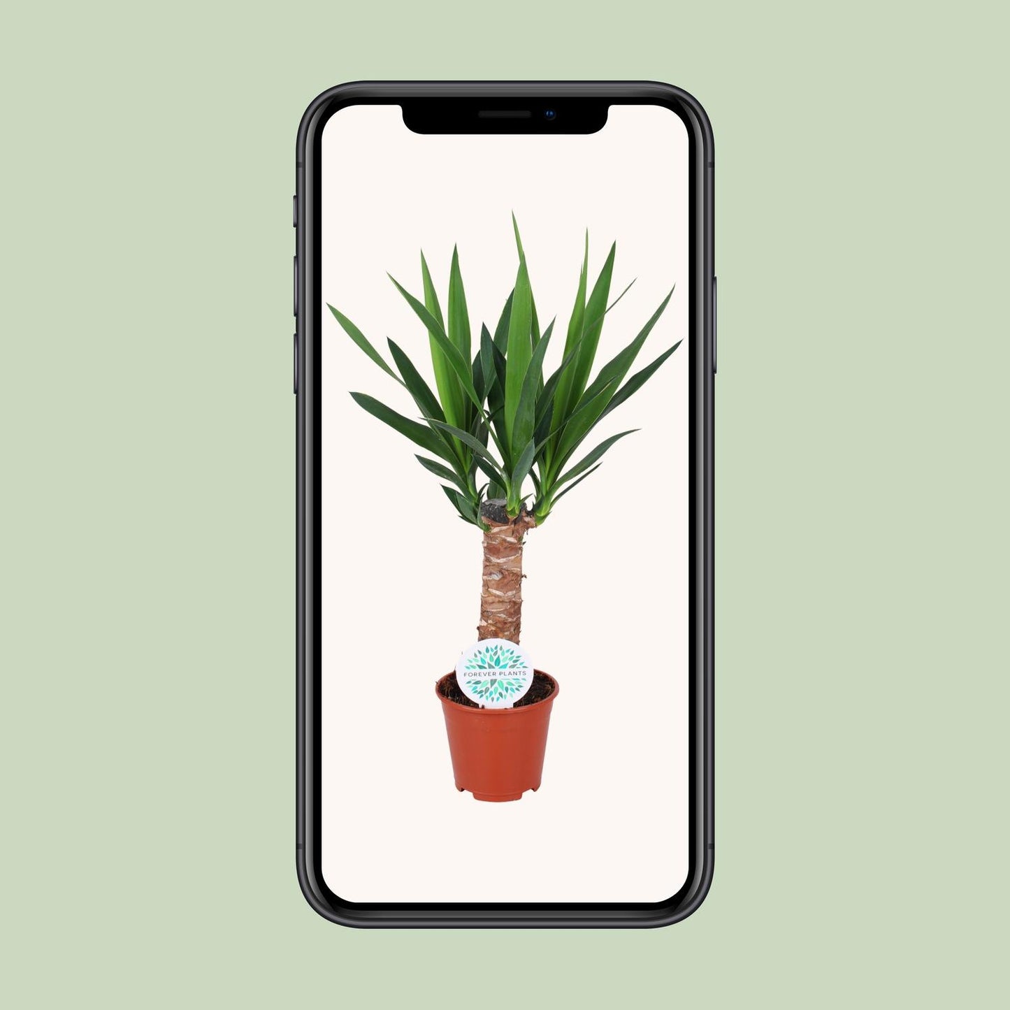 Yucca Elephantipes – Pflegeleichte XXL-Palme Ø14cm, 60cm hoch