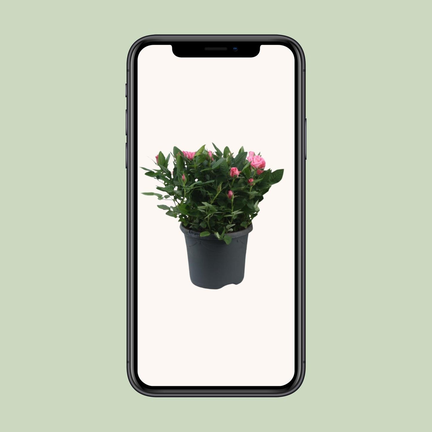 Topfrose Rosa Jewel Patio Sparkling Ø17cm, 30cm hoch