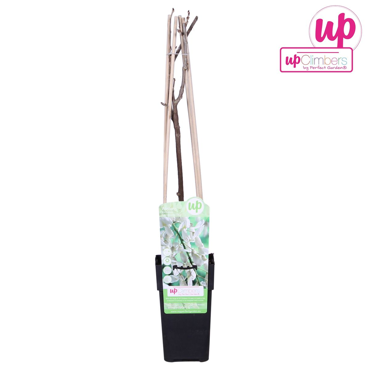 Wisteria floribunda 'Longissima Alba' – Weißer Regen Ø15cm