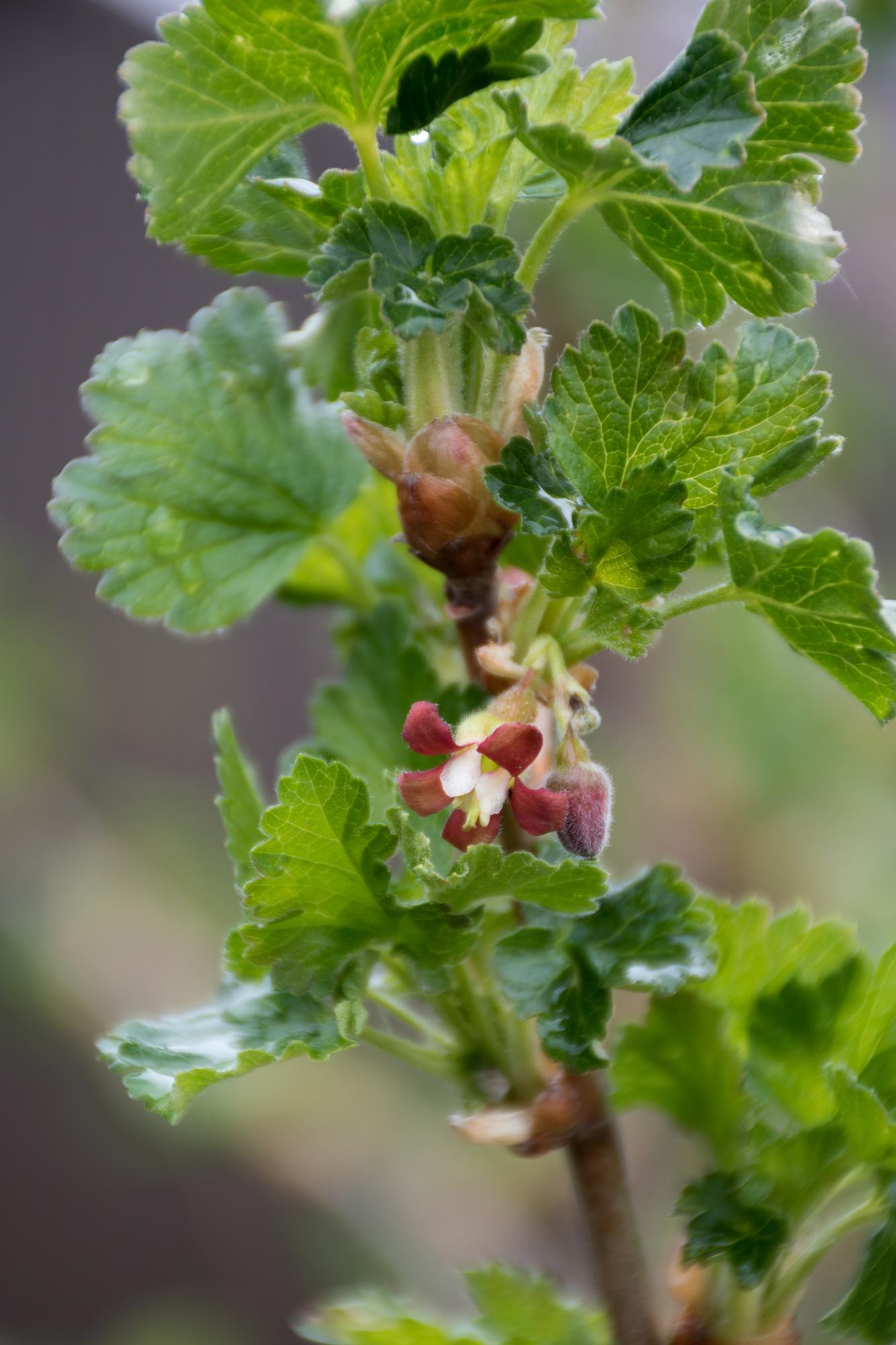 2x Ribes Easycrisp® 'Lady Sun' - biologischer Johannisbeerstrauch Ø13cm