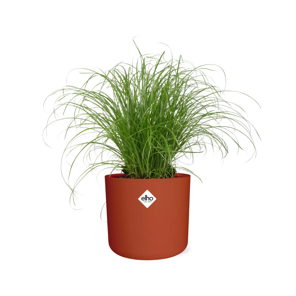Cyperus Alternifolius – Pflegeleichtes Schirmgras im ELHO b.for soft Topf