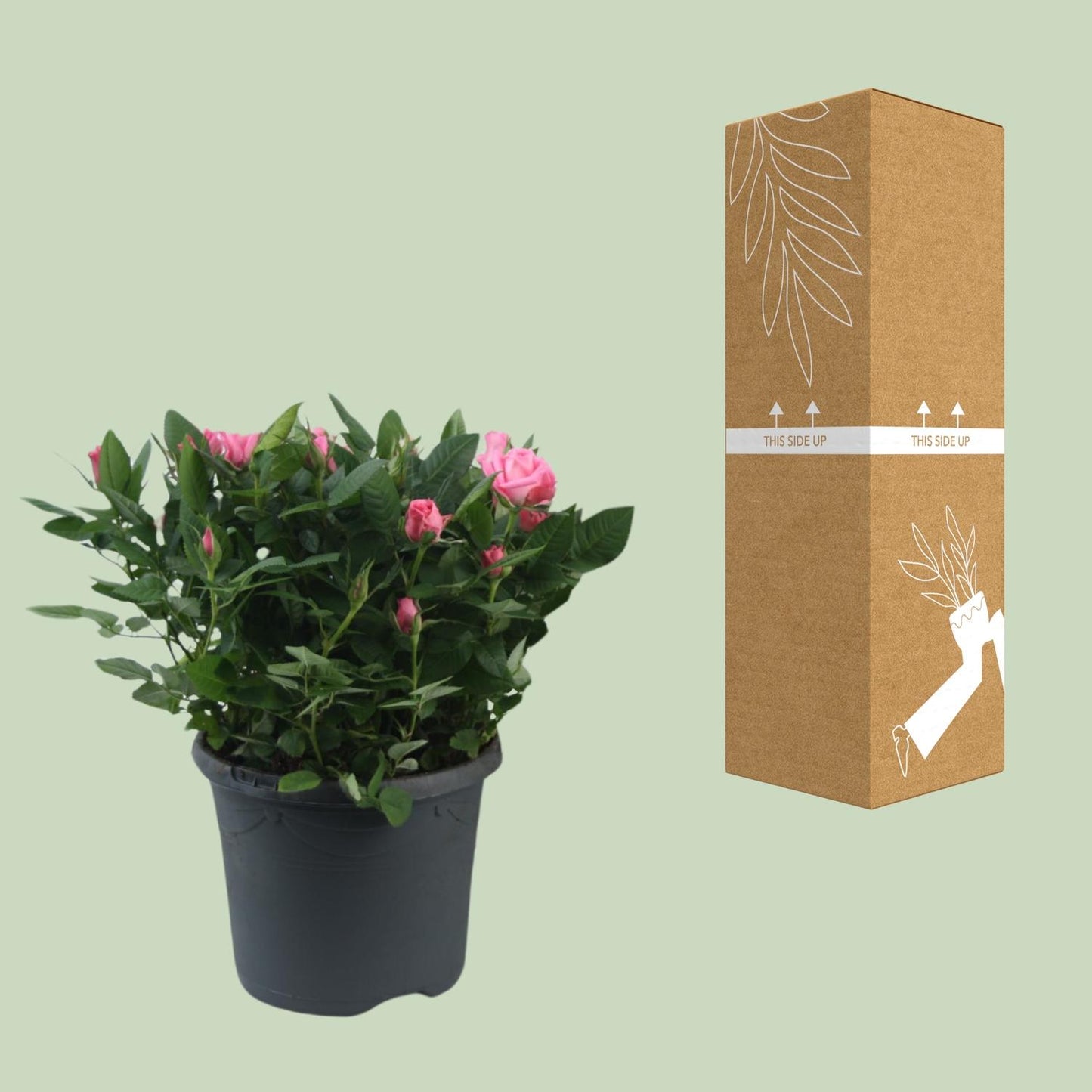 Topfrose Rosa Jewel Patio Sparkling Ø17cm, 30cm hoch