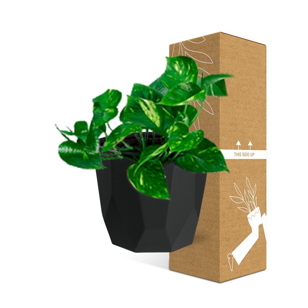 Epipremnum Pinnatum ‘Aureum’ – Pflegeleichte Geldpflanze im schwarzen Design-Topf