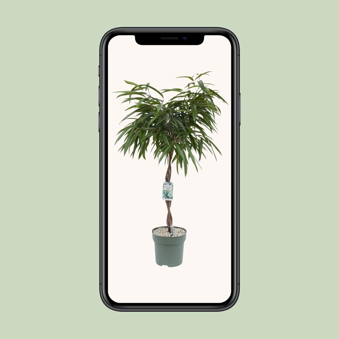 Ficus Mahori – Pflegeleichte Zimmerpflanze Ø27cm, 120cm hoch