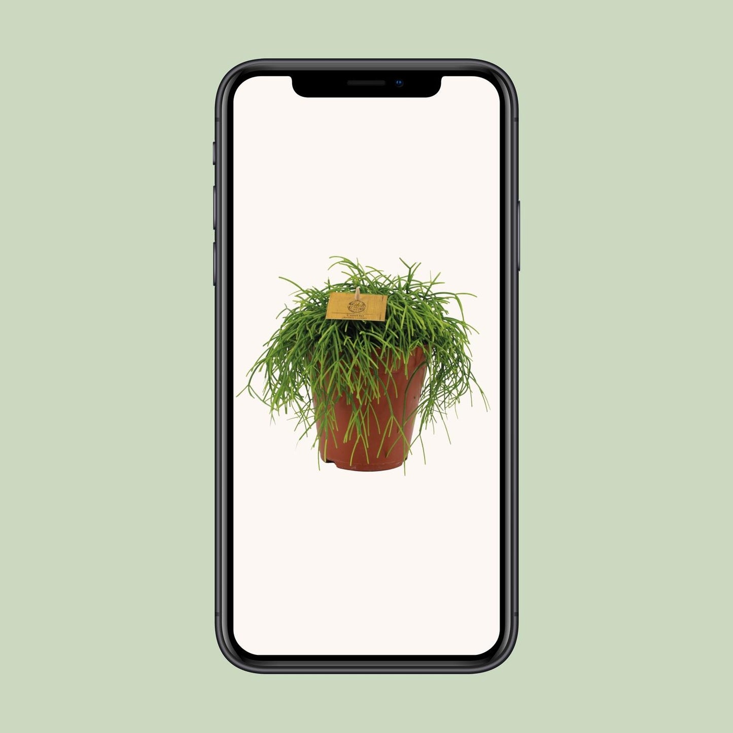 Rhipsalis Cashero – pflegeleichte hängende Sukkulente Ø15cm