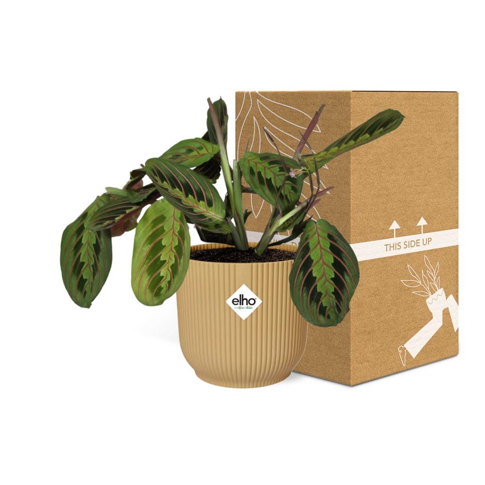 Maranta Leuconeura ‘Fascinator’ Tricolor im ELHO Vibes Fold 14cm Topf