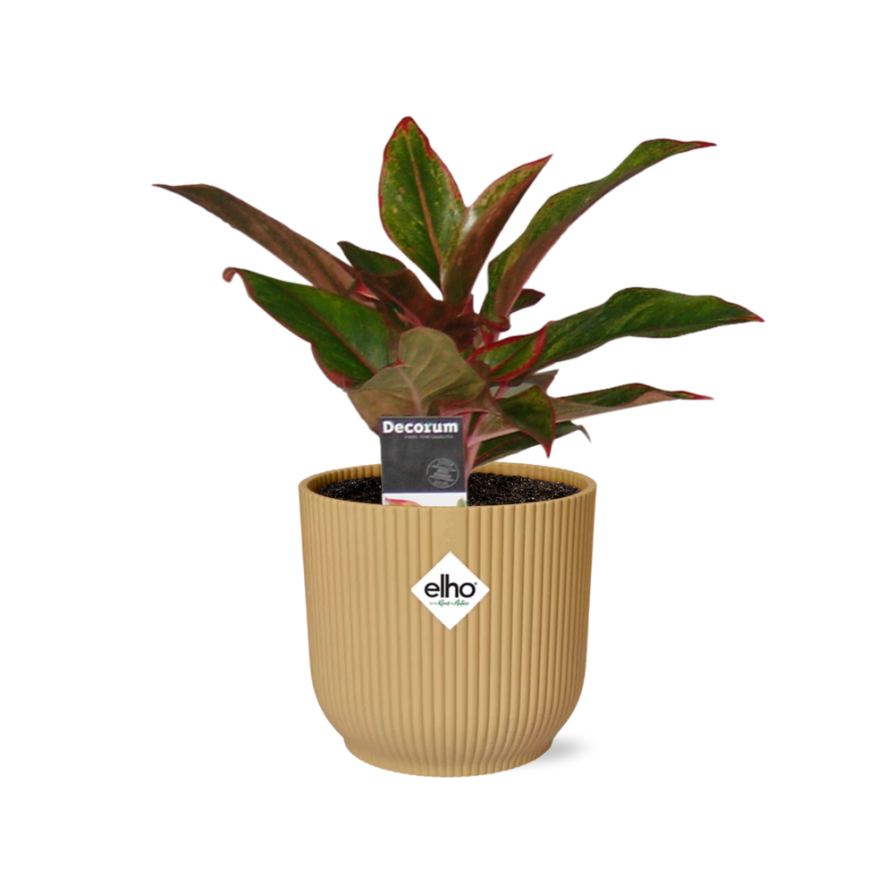 Aglaonema Crete – Pflegeleichte Zimmerpflanze im ELHO Vibes Fold Topf 14cm