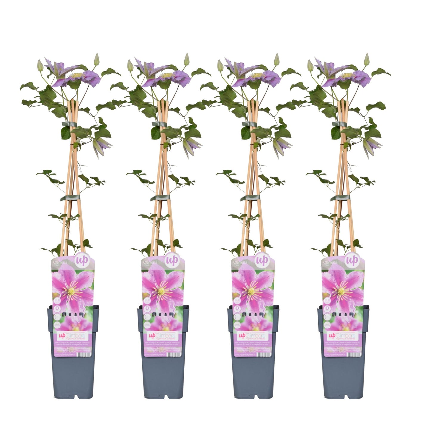 Clematis Piilu – Blühende Kletterpflanze Ø15cm, 65cm hoch
