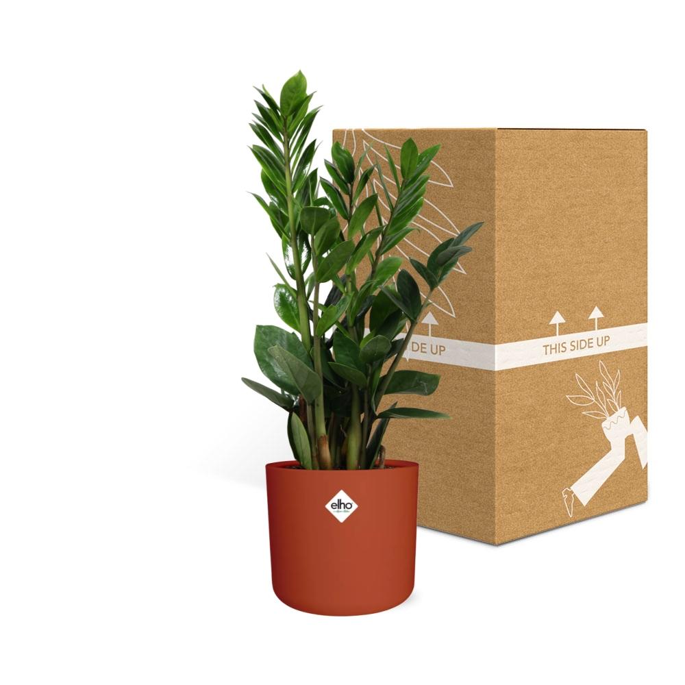 Zamioculcas – Pflegeleichte ZZ-Pflanze im ELHO b.for Soft Topf